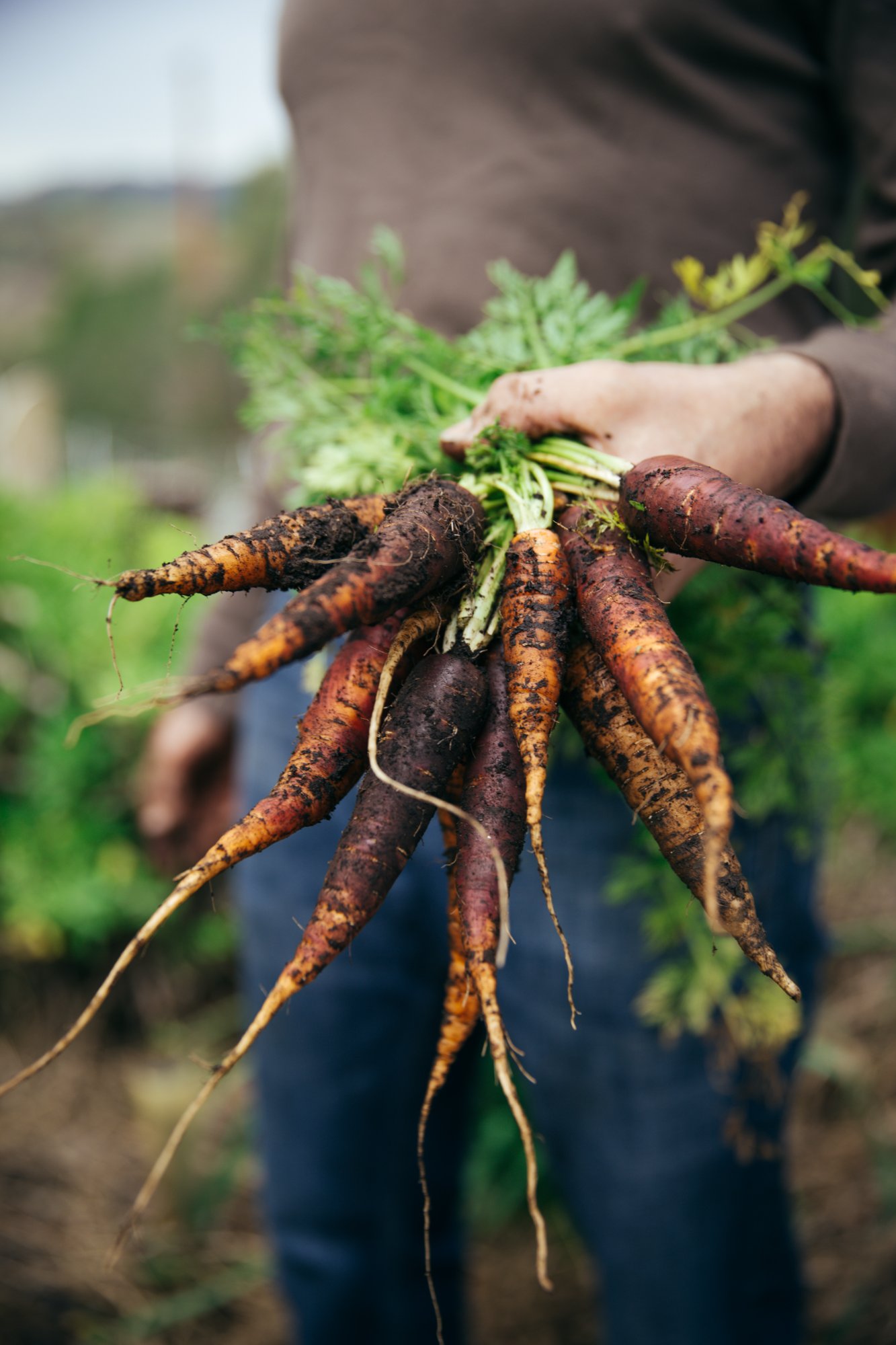 Fresh farm carrots pulled straight from the soil